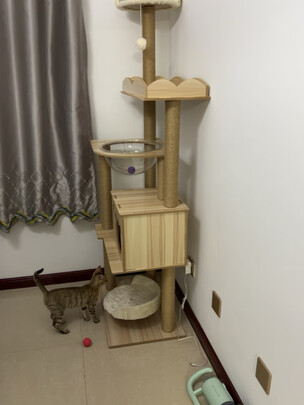猫爬架