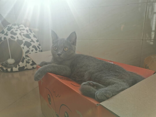 猫笼