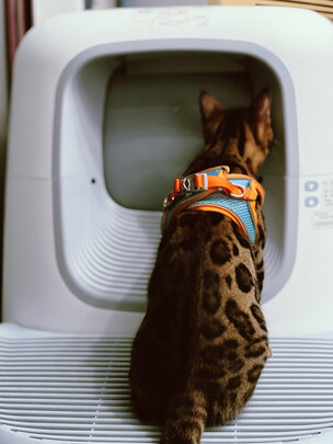 猫砂盆