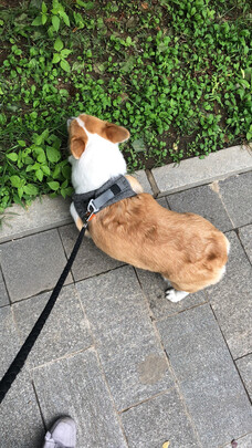 狗狗零食