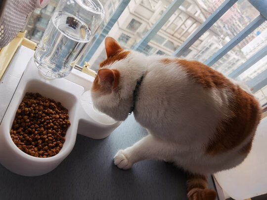 猫碗狗碗