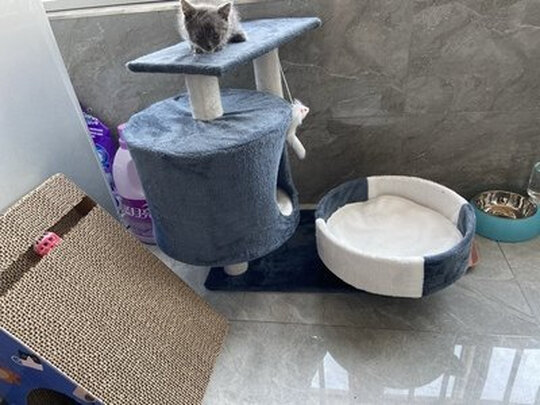 猫爬架