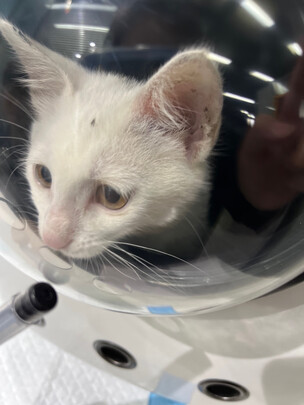 猫包