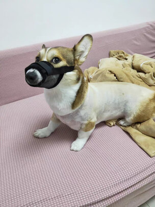 狗狗嘴套