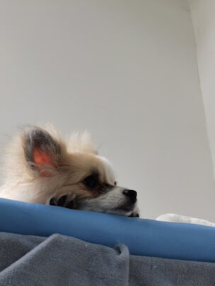 猫砂盆