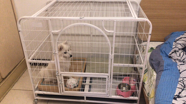 狗笼