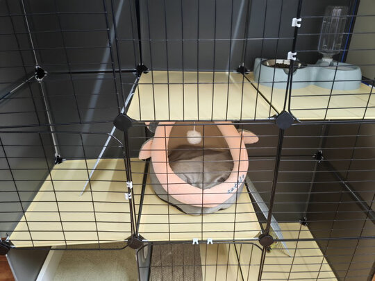 猫笼