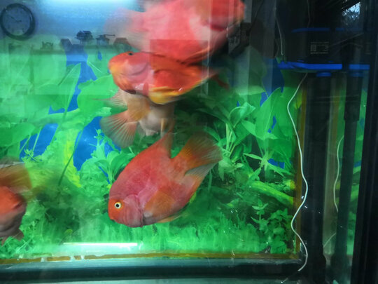 鱼缸潜水泵