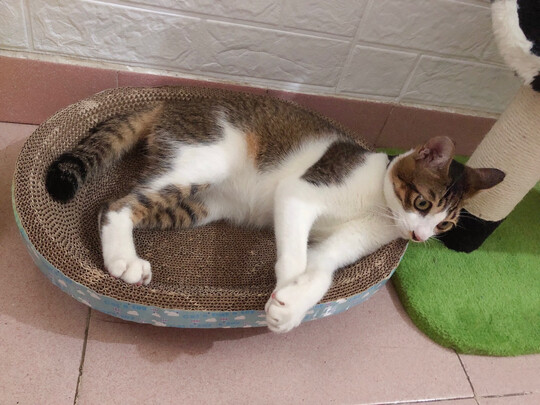 猫抓板