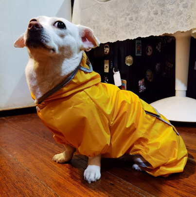 狗狗雨衣