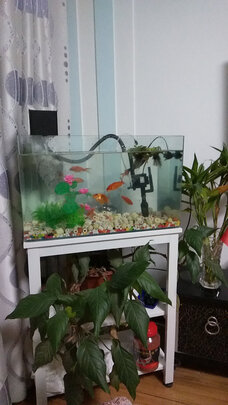 鱼缸潜水泵
