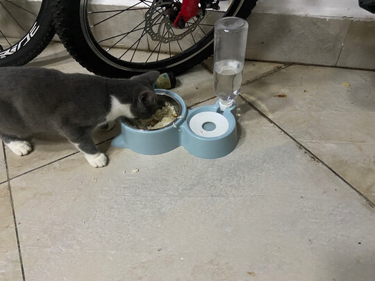 宠物饮水机