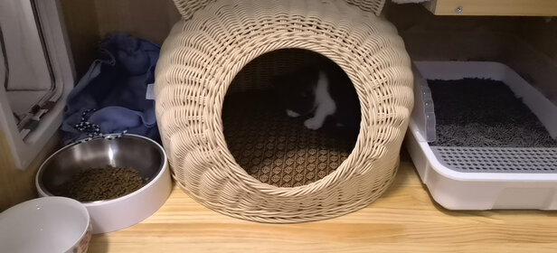 猫窝