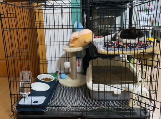  猫笼