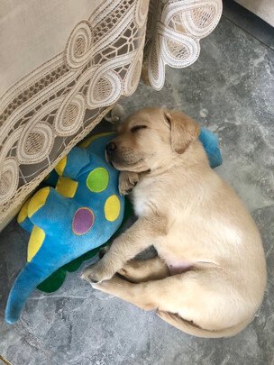 狗绳