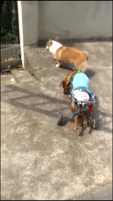 宠物纸尿裤