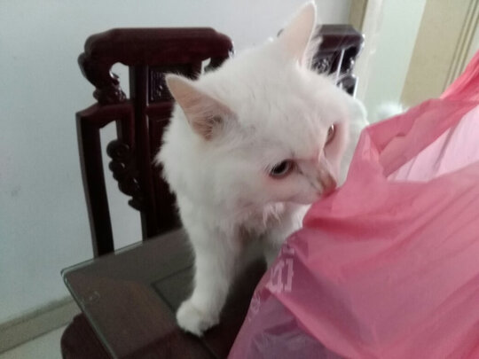 猫粮