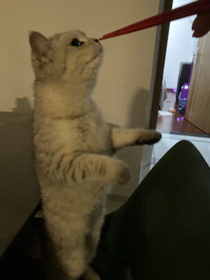 猫粮罐头