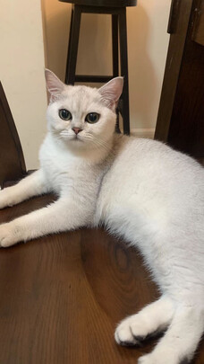 猫罐头