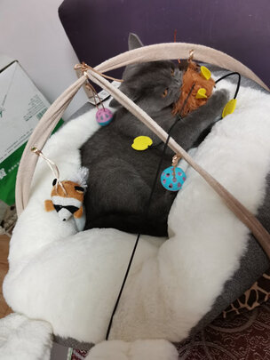 逗猫棒
