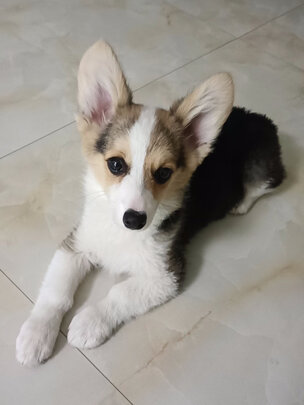 狗狗磨牙棒