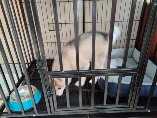 狗笼