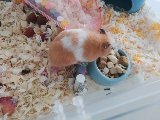 仓鼠粮食