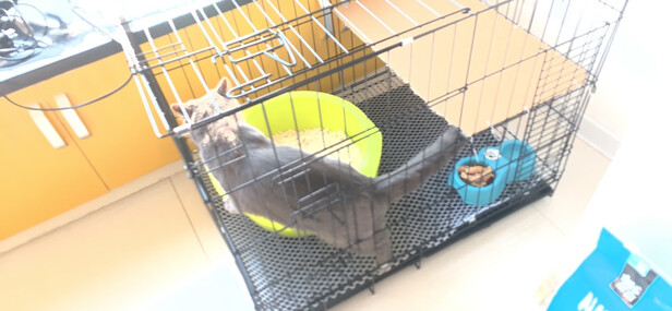  猫笼