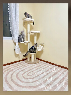 猫爬架