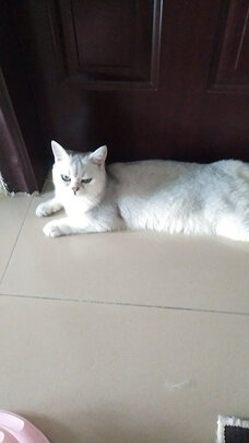 猫抓板
