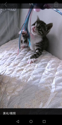 猫玩具