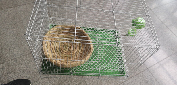兔笼子