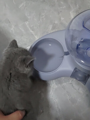 猫碗狗碗