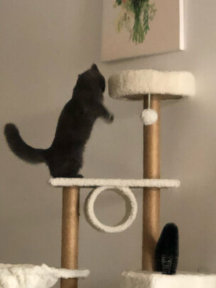 猫爬架