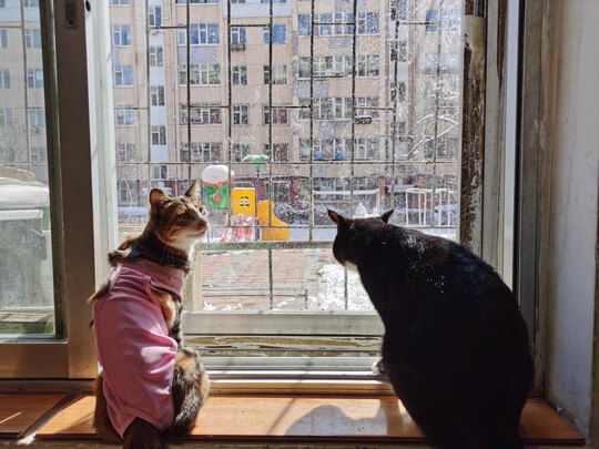 猫咪手术服