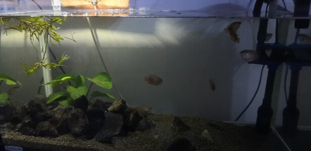 鱼缸底沙