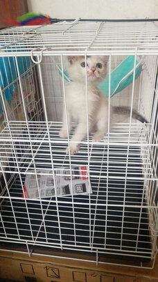  猫笼