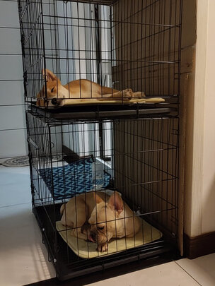 狗笼