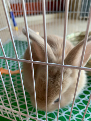 兔笼子
