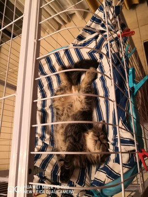 猫窝