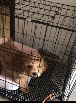  狗笼