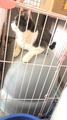 猫砂盆