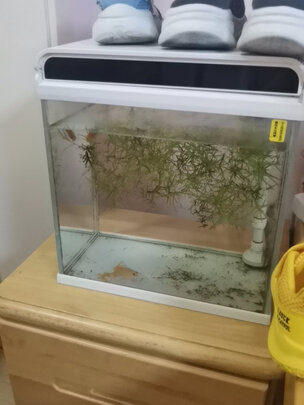 智能鱼缸