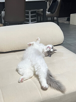 膨润土猫砂