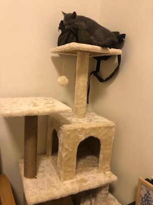 猫爬架