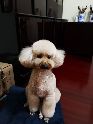 狗绳