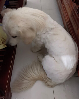 狗狗电推剪