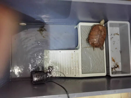 乌龟缸