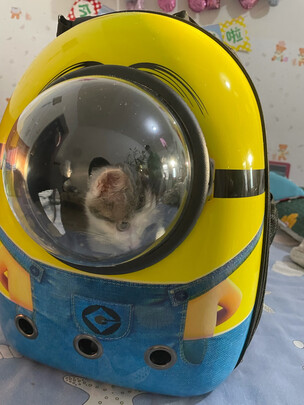 猫包