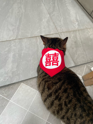 猫粮罐头
